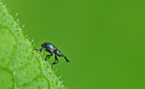 Réf. 212 909 : Ceratapion onopordi